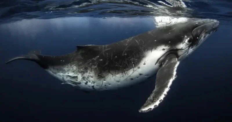 2 asırlık balinalar insan ömrünü ışık tutuyor
