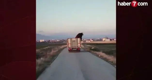 Kamyondaki dananın keyifli yolculuğu görenleri şaşkına çevirdi!