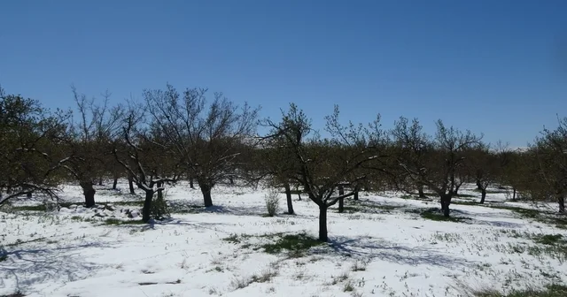 Malatya da kayısıda don endişesi Malatya Haberleri