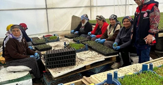 Erzincan da seralarda fide denetimi sürüyor Erzincan Haberleri