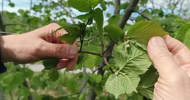 Giresun da fındıkta don riski yok, üreticiyi kokarca korkutuyor Giresun Haberleri
