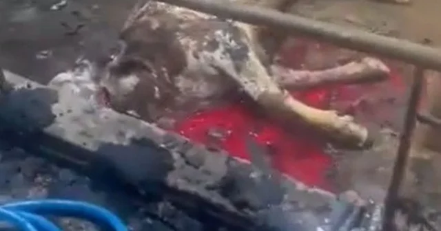 Ahır yandı, 12 büyükbaş hayvan telef oldu Kayseri Haberleri