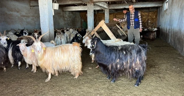 Yüksekova da kar besicileri zorluyor; hayvanlar meraya çıkamadı Hakkari Haberleri