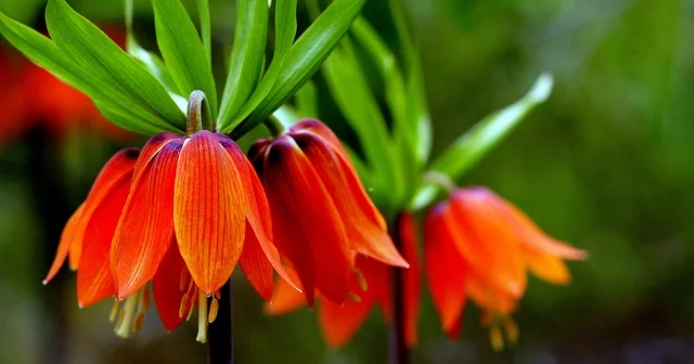 Kemaliye dağlarında ters laleler açtı Erzincan Haberleri