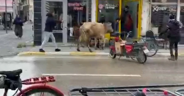 Kaçan inek, berber dükkanı ile çay ocağına girmeye çalıştı Afyonkarahisar Haberleri