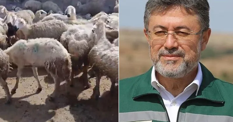 Örnek üreticiye bakanlıktan mera yanıtı