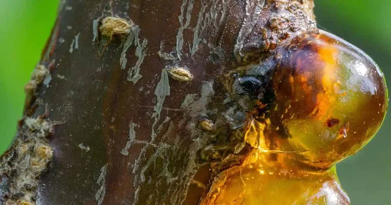 35 milyon yıllık kehribarın içinden kasklı bir yaratık çıktı: Bildiğimiz tüm tarihi çöpe attı Sözcü Gazetesi