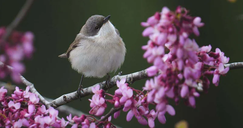 Antalya da 3 günde 120 nin üzerinde kuş türü gözlemlendi
