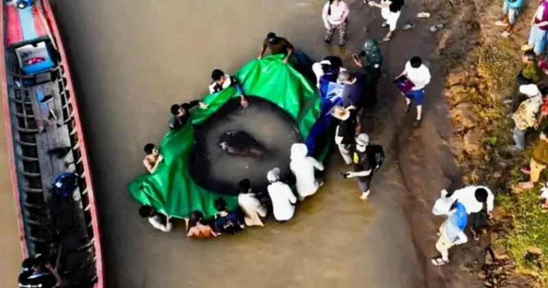 Dev nehir canavarı yakalandı! Daha önce böylesi görülmemişti Sözcü Gazetesi