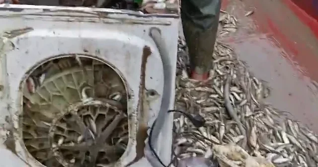 Karadenizli balıkçıların balık tutma yöntemi sosyal medyada gündem oldu VİDEO İZLE