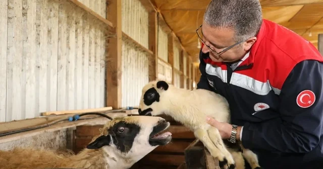 Bafra da organik hayvancılığa yerinde inceleme Samsun Haberleri