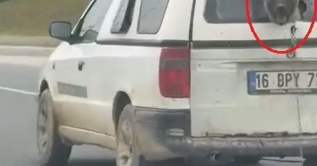 Hafif ticari aracın kırık camından etrafı izleyen köpek kamerada Bursa Haberleri