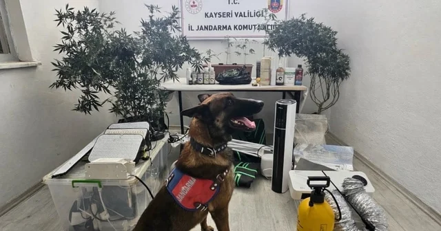 Yasadışı kenevir eken şahıs yakalandı Kayseri Haberleri