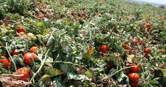 Karacabey de salçalık domates ekiminde serbest in fazla olması bekleniyor Bursa Haberleri