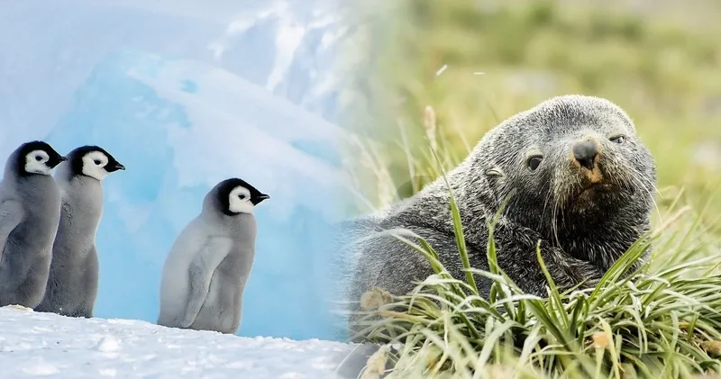 Nesilleri tükeniyor: Nüfusları yarıya indi, daha da inecek