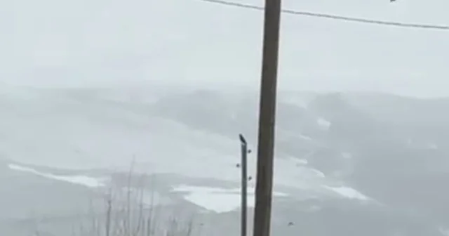 Kent merkezine inen kurt, cep telefonuyla görüntülendi Van Haberleri