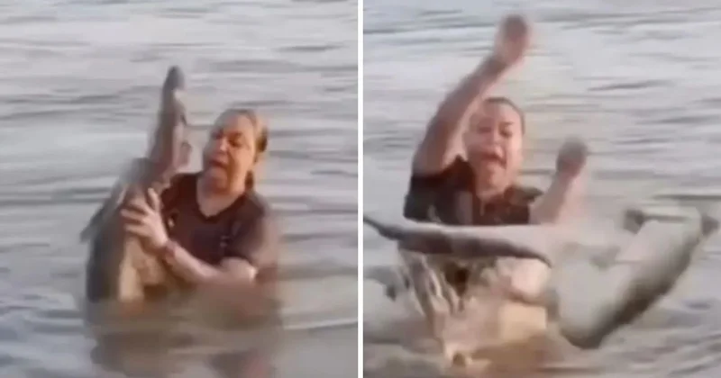 Suda kütük diye eline aldı, timsah çıktı! Yaşadığı şok kamerada