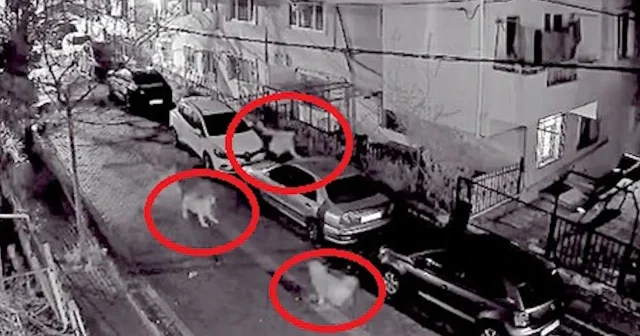 Avcılar’da dehşet anları: Köpeklerden kaçmak için araçların üzerine çıktı VİDEO İZLE