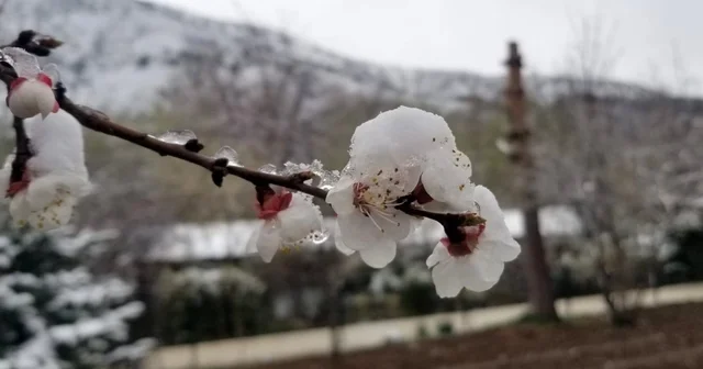 Mart sonrası Nisan şoku: Erzincan ve çevresinde gece donu Erzincan Haberleri
