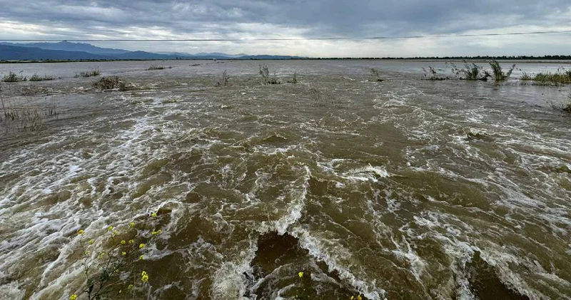 Büyük Menderes Nehri taştı: 65 bin dönüm tarım arazisini su bastı