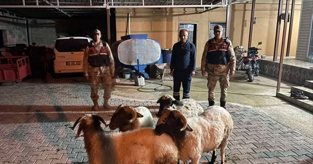 Kilis te kaybolan küçükbaş hayvanlar jandarma tarafından bulundu Kilis Haberleri
