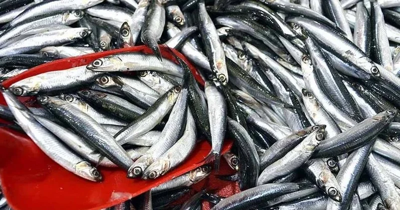 Hamsi bitirecek işgal başladı! Sözcü Gazetesi