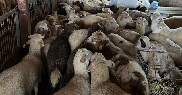Aydıntepe de şap hastalığına yönelik NSP ve bağışıklık takibi başlatıldı Bayburt Haberleri