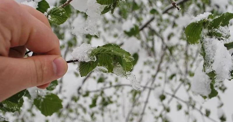 40 il için sarı uyarı: Zirai don ve yağışa dikkat
