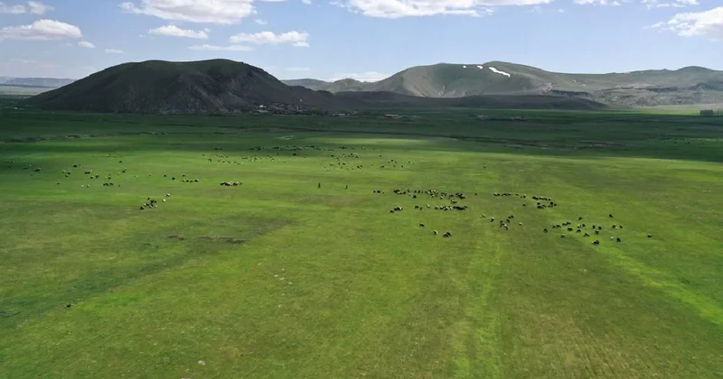 Bakanlıktan Kars taki mera yasağı iddialarına yalanlama