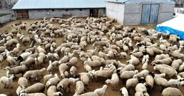 Samsun haberleri İnternet üzerinden koyun hırsızlığı: 110 hayvanını kaybetti! Besicileri böyle uyardı 09 Nisan 2026