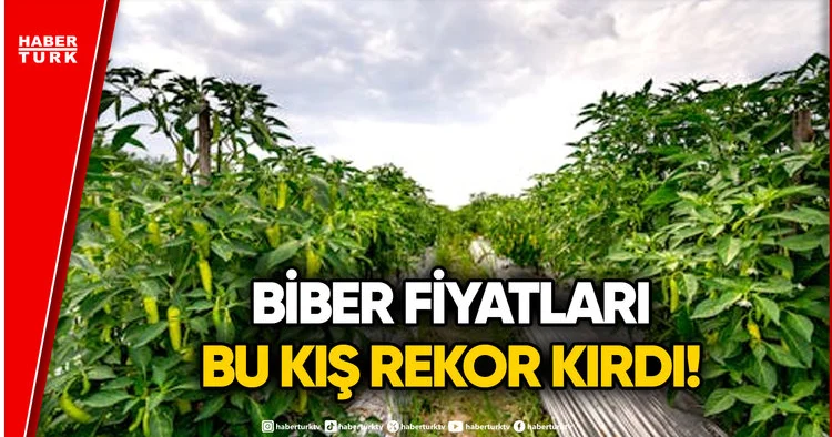Tarlada 7, Markette 199 TL! Biber Fiyatlarındaki Uçurumun Nedeni Ne?