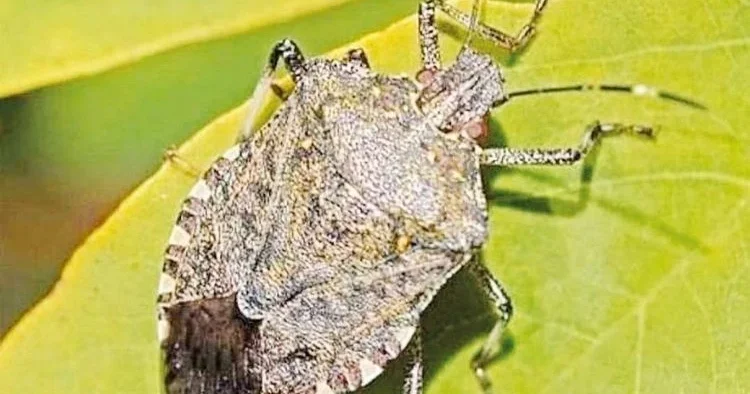 Kahverengi kokarcayla yeni nesil savaş