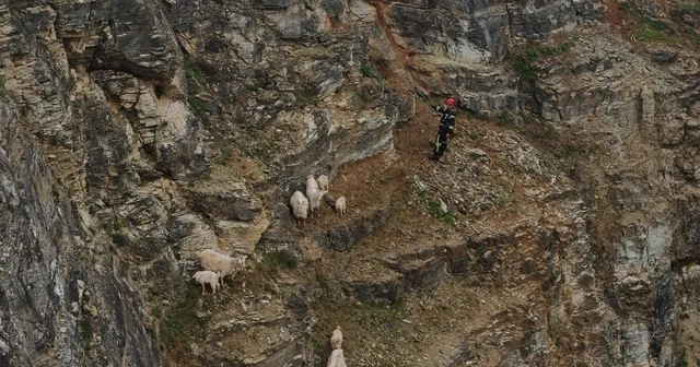 Kayalıklardaki sürüye cansiparane kurtarma Kocaeli Haberleri