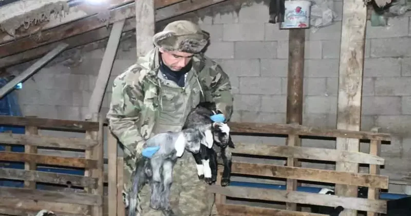 Doğum sürecinde hayvanları ölmesin diye uyguladı: Çözüme bakan gıpta etti!