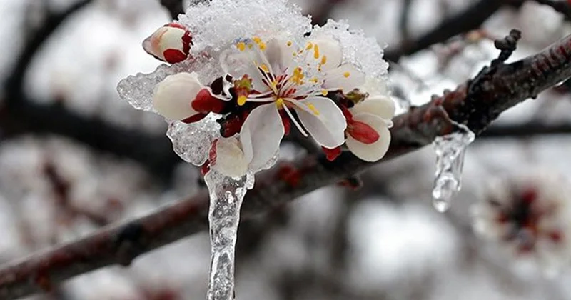 Zirai don, kar, yağmur! 42 il için sarı kodlu uyarı verildi
