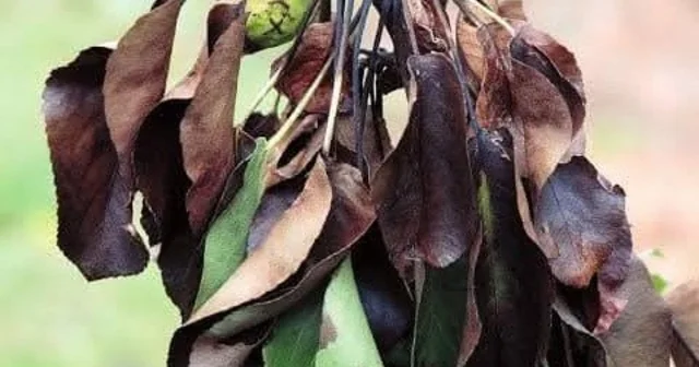 Meyve üreticilerine ateş yanıklığı uyarısı Manisa Haberleri