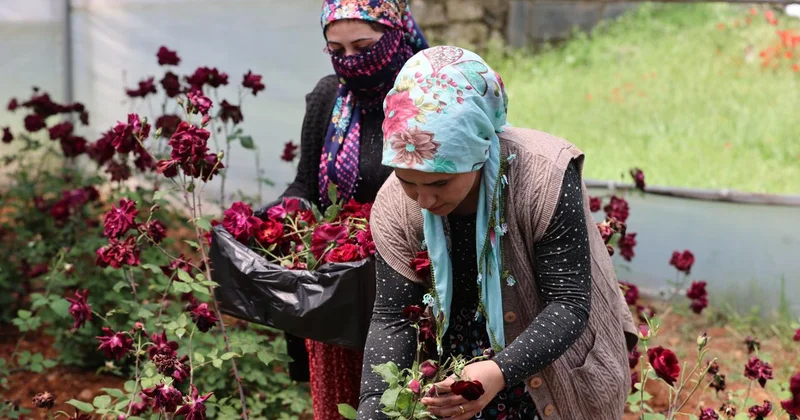 Karagül de hasat zamanı