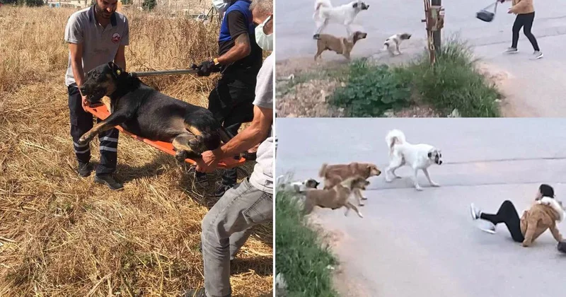 Bakan Çiftçi: Sahipsiz hayvanların yüzde 80 i toplandı, ekime kadar hepsini toplayacağız