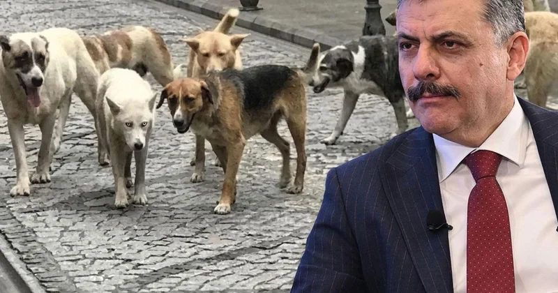 Bakan Çiftçi: Sokak hayvanlarının tamamını Eylül Ekim aylarında toplamayı hedefliyoruz