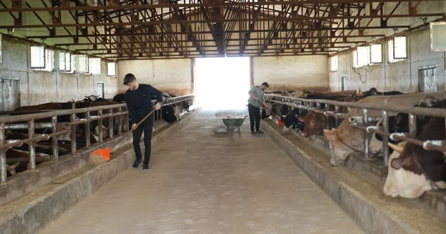 Muş tan batı illerine 50 bin kurbanlık hayvan sevk edilecek Muş Haberleri