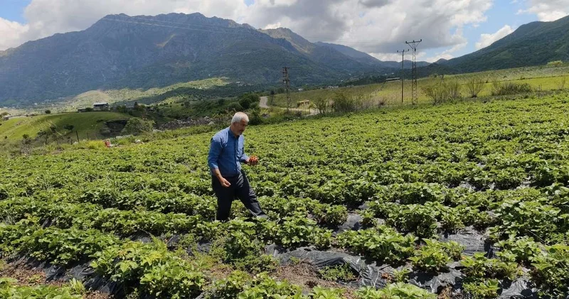 400 aile tek ürünle geçiniyor: Tadına bakanın yemeğe doyamadığı organik meyvenin hasadı başladı