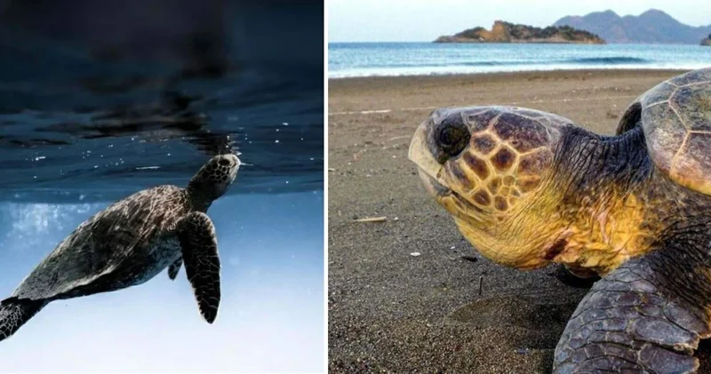 Caretta carettaların yumurtlama dönemi başladı