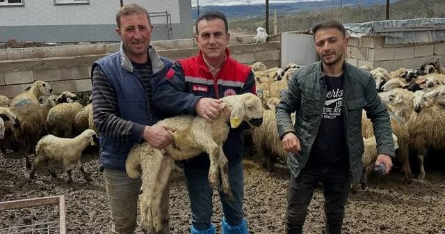 Aydıntepe de küçükbaş hayvan tespitleri sürüyor Bayburt Haberleri