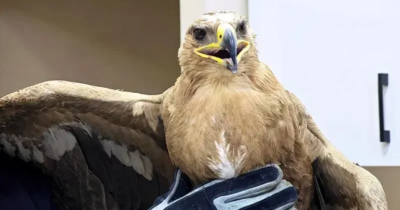 Vadide bitkin halde bulunan bozkır kartalı tedaviye alındı