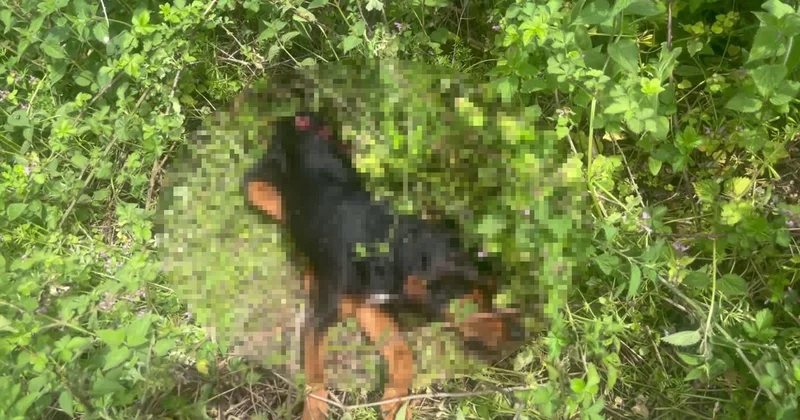 İzmit te köpeğe vahşet: Demir sopayla öldürüp kanları yıkadı