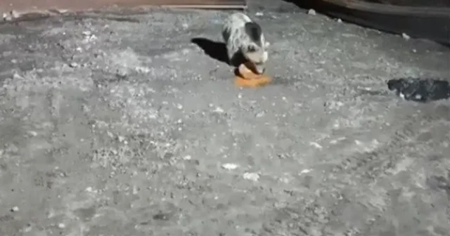Bayburt ta köpeklerin kovaladığı ayı yemeğini bırakmadı Bayburt Haberleri