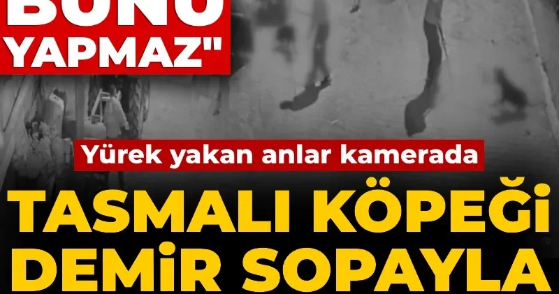 Tasmalı köpeği demir sopayla canice katletti! İnsan olan bunu yapmaz! Yürek yakan anlar kamerada