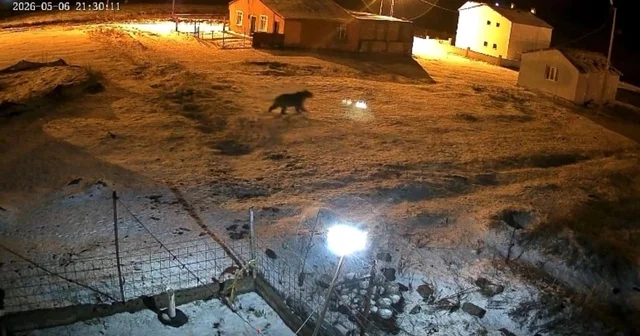 Bozayı evin bahçesine girdi, kızıl tilki çöpte yiyecek aradı Ardahan Haberleri