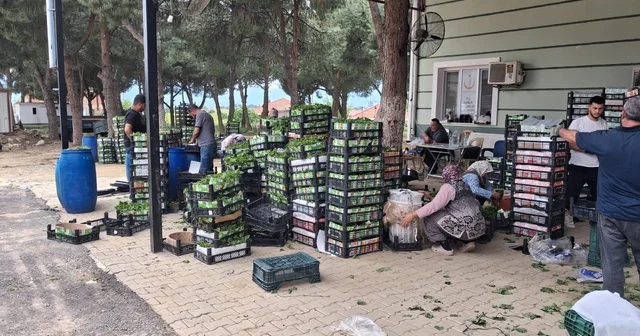 Taze bağ yaprağı aile ekonomisine can suyu oldu Manisa Haberleri