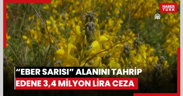 Eber sarısı nın bulunduğu alanı tahrip edene 3 milyon 496 bin lira ceza kesilecek